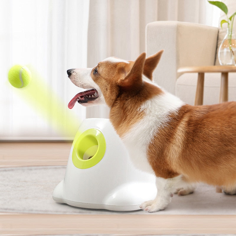 Brinquedos Interativos Lançador Automático de Bolas para Cães